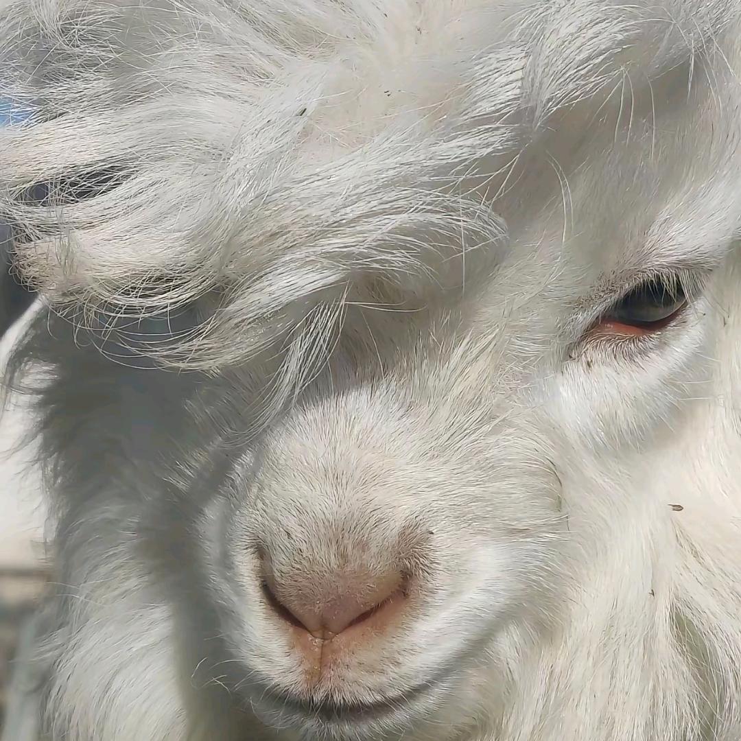 🐏
