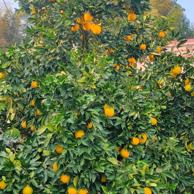 人生就像一杯茶。