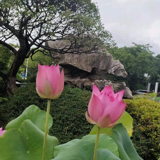 惠质兰心
