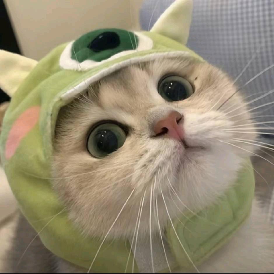是猫猫