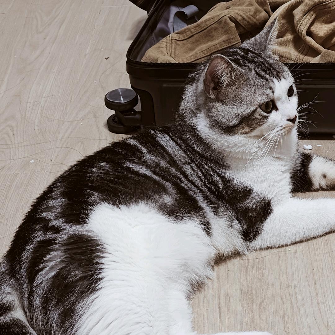 山间见明月