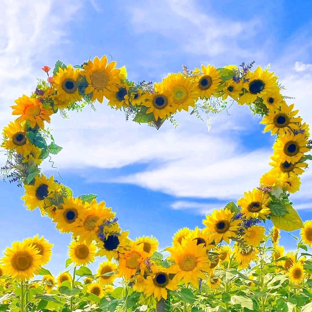 🌸幸运之神🌸