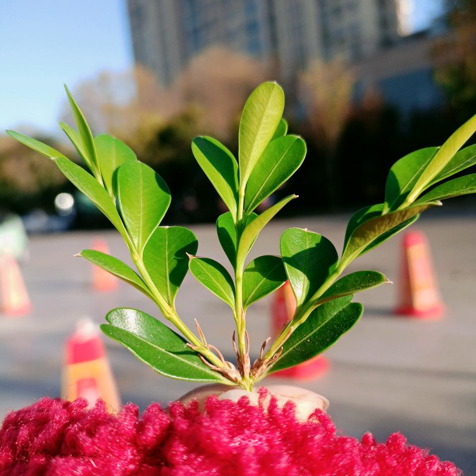 安徽人在南通收废品