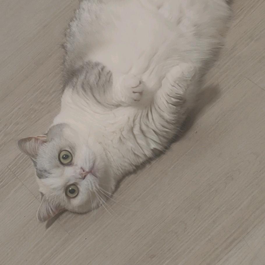 齐思妙想