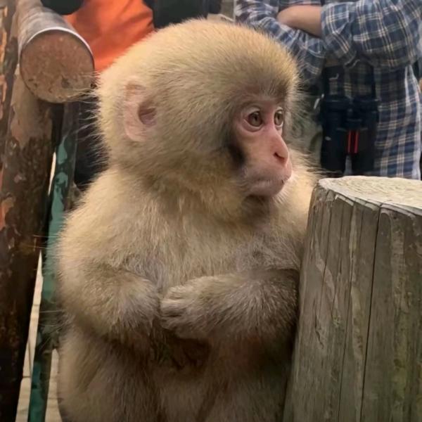 猴🐵哥