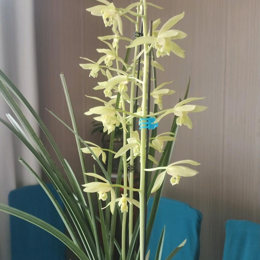 王忠平