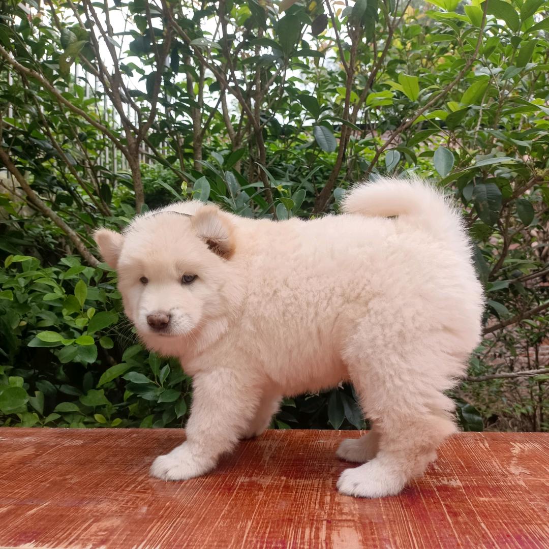 广东田园犬（全国托运）