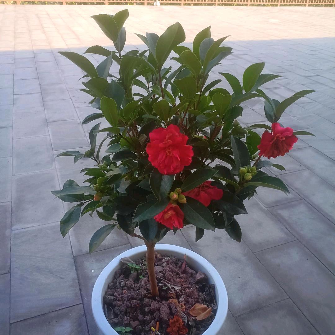 浪迹天涯