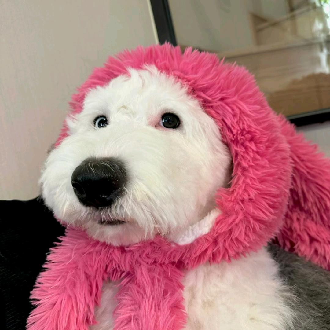 Cookie.
