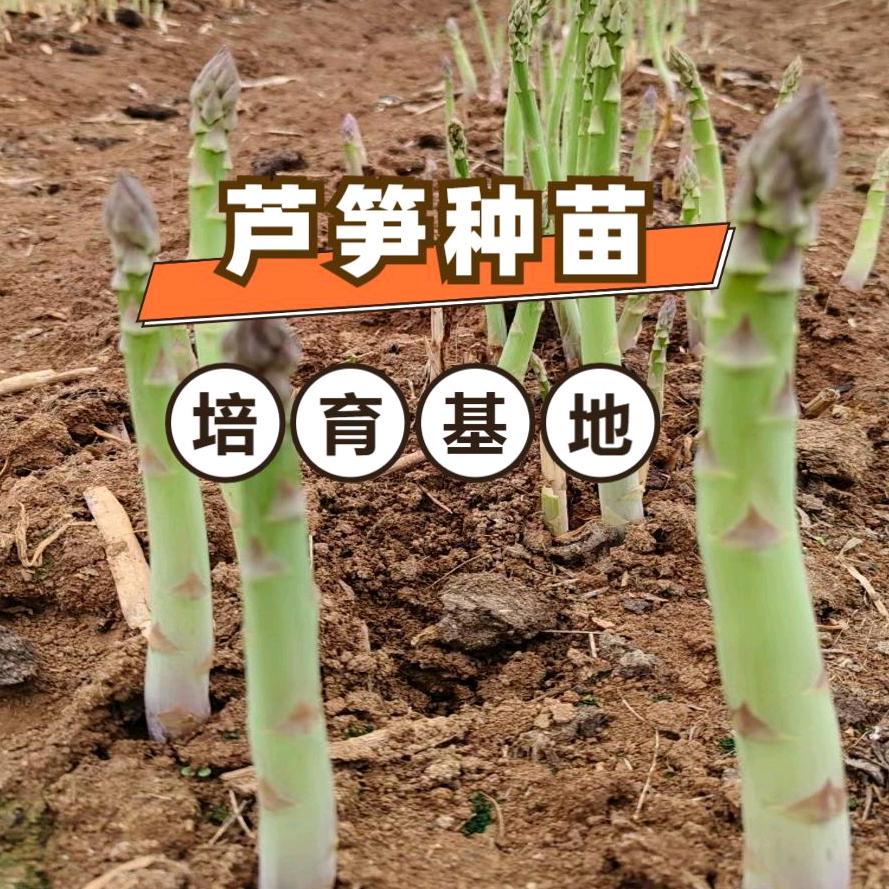 芦笋&金蝉✘种苗培育基地