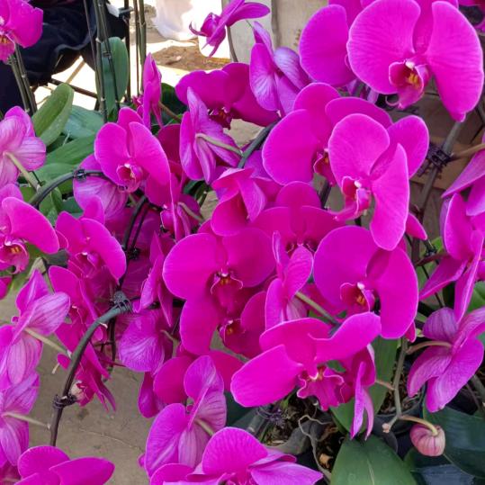 春天的花