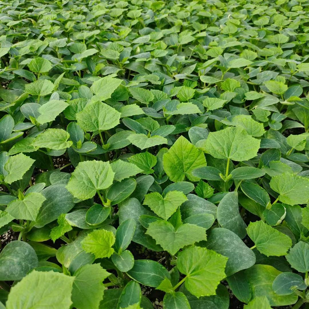 聚友种植家庭农场