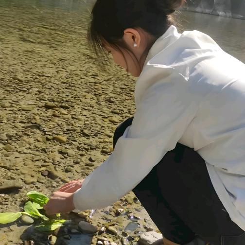 偷挖小白菜