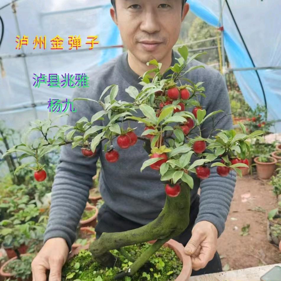 泸州金弹子盆景