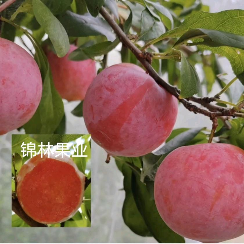 芷江侗族自治县锦林水果苗木繁育基地