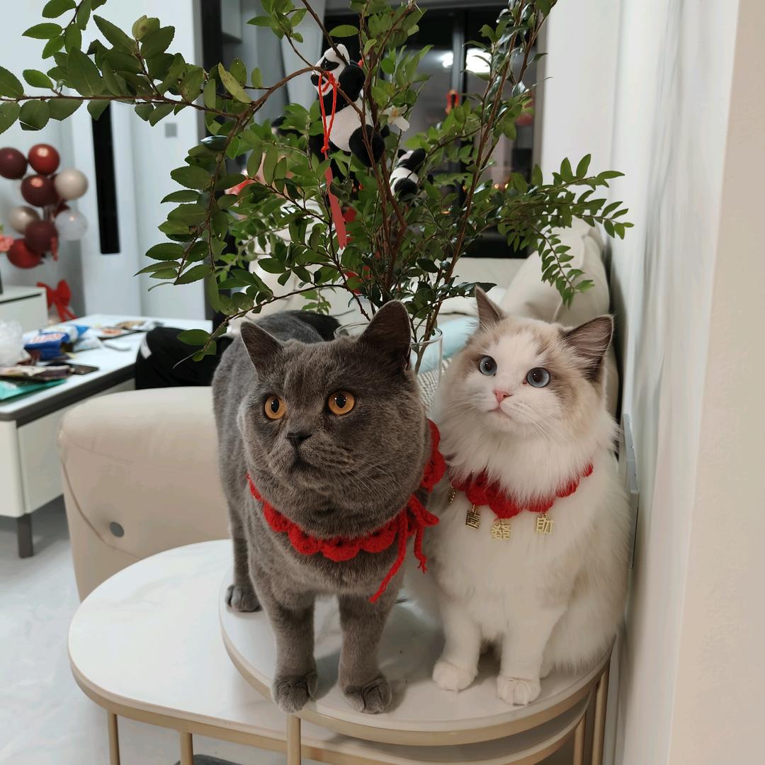 🐱家有萌宠🐱