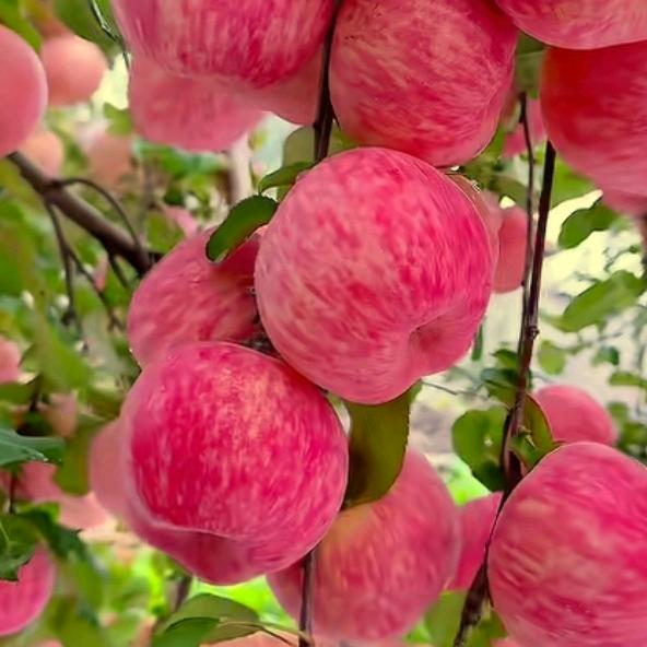 茉莉花一如既往