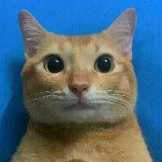 戚雀贪