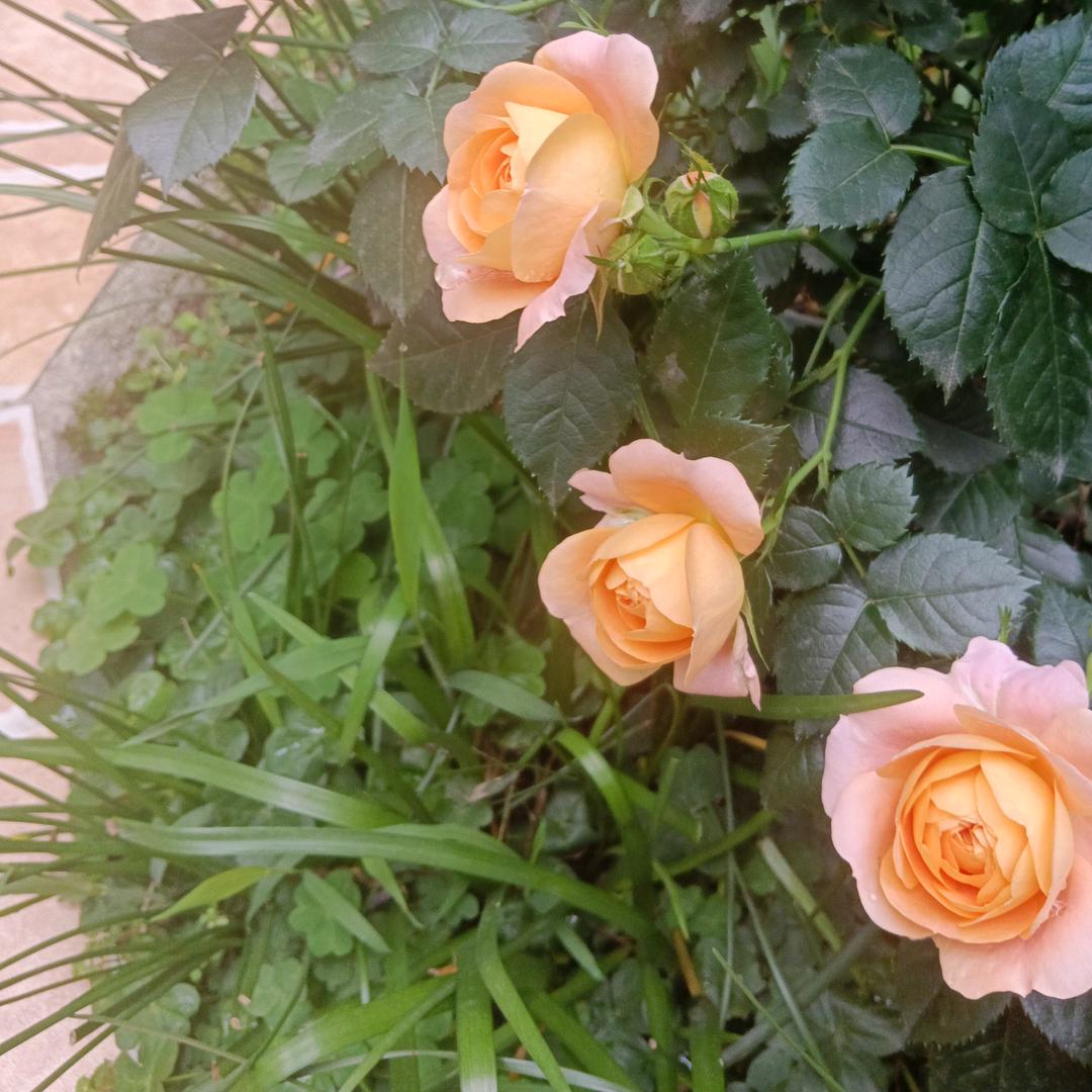 铿锵玫瑰🌹🌹🌹
