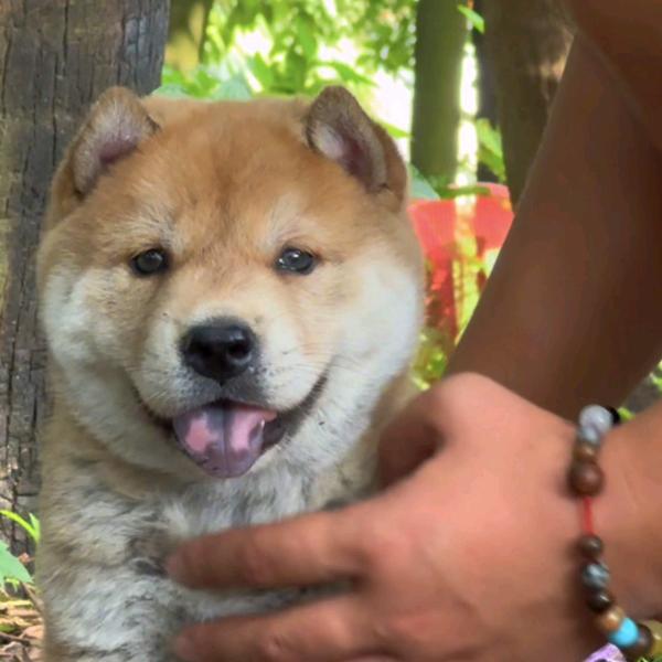 一只大黄（要🐕看主页置顶视频）