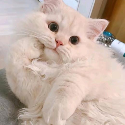 y涵