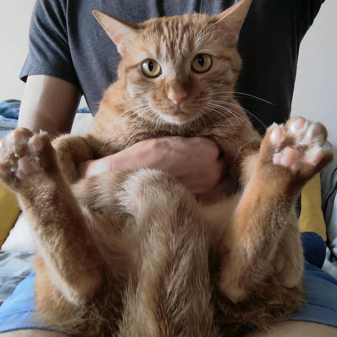 逗猫大侠
