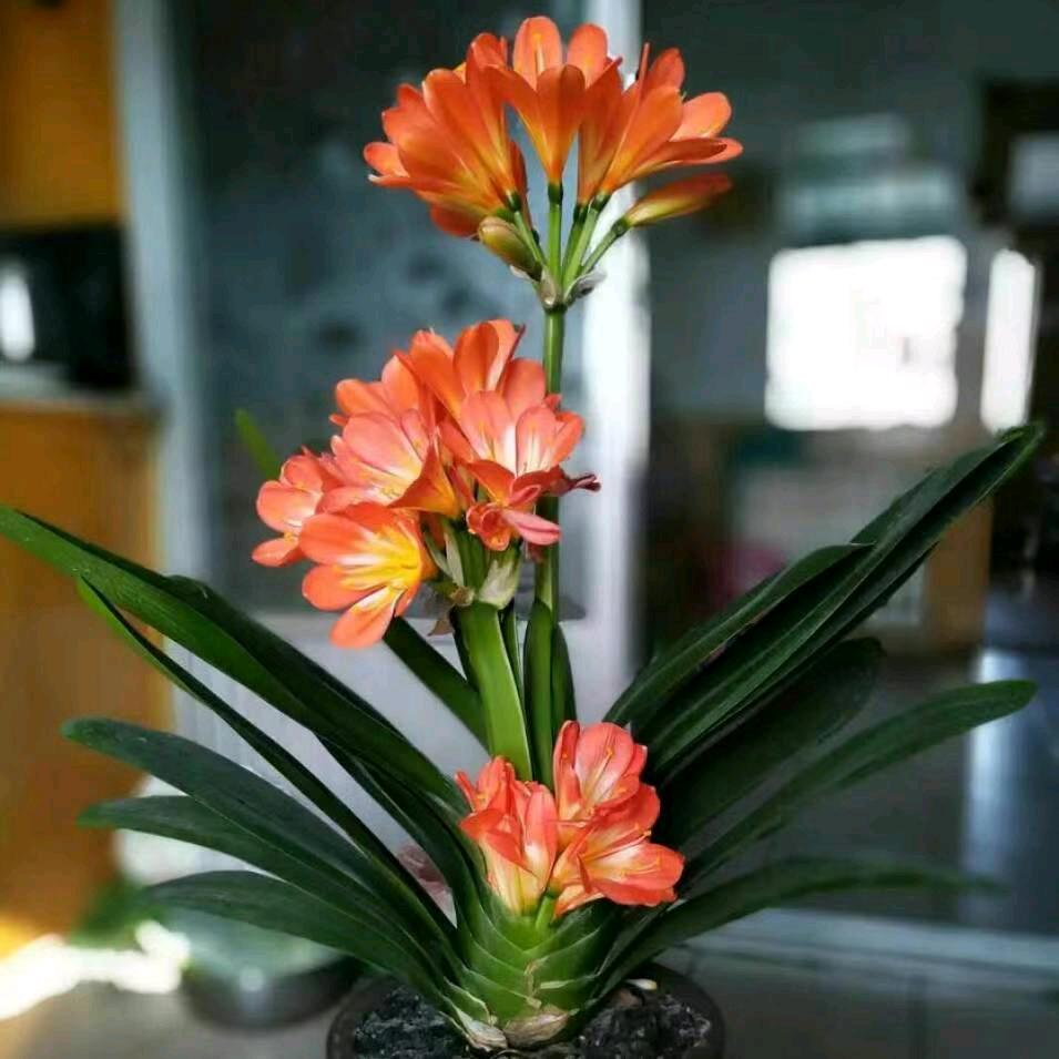 @欣欣向荣