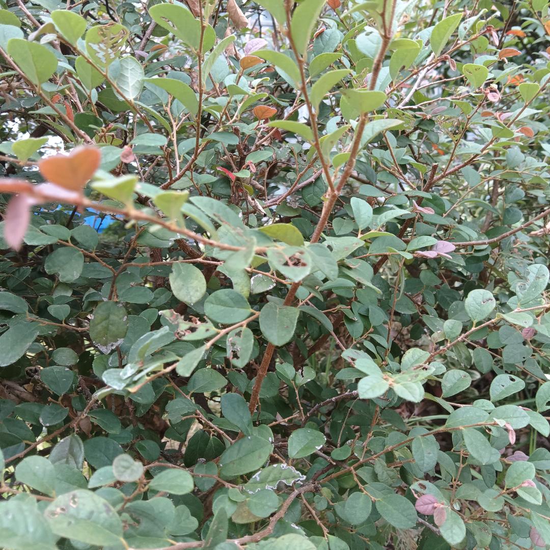 希柠╰(*°▽°*)╯