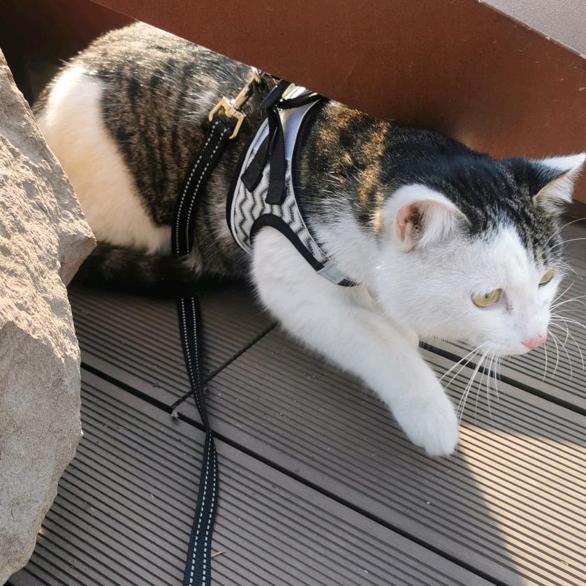乱七八糟的猫🐱