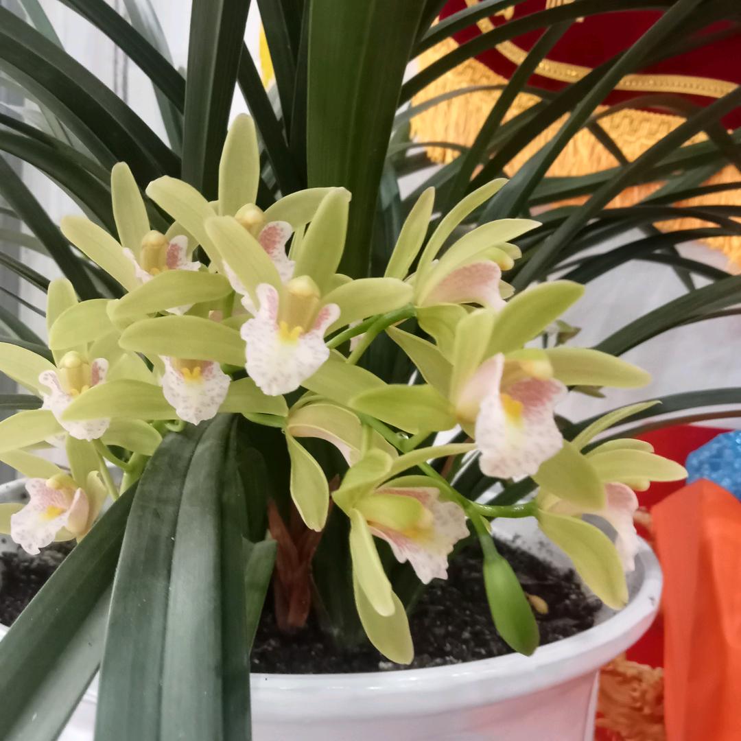 虚度年华曾老大