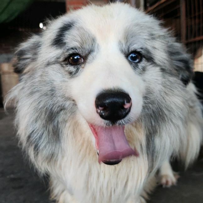 cku宠物园犬舍