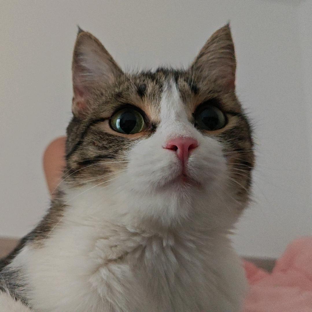 怜悯