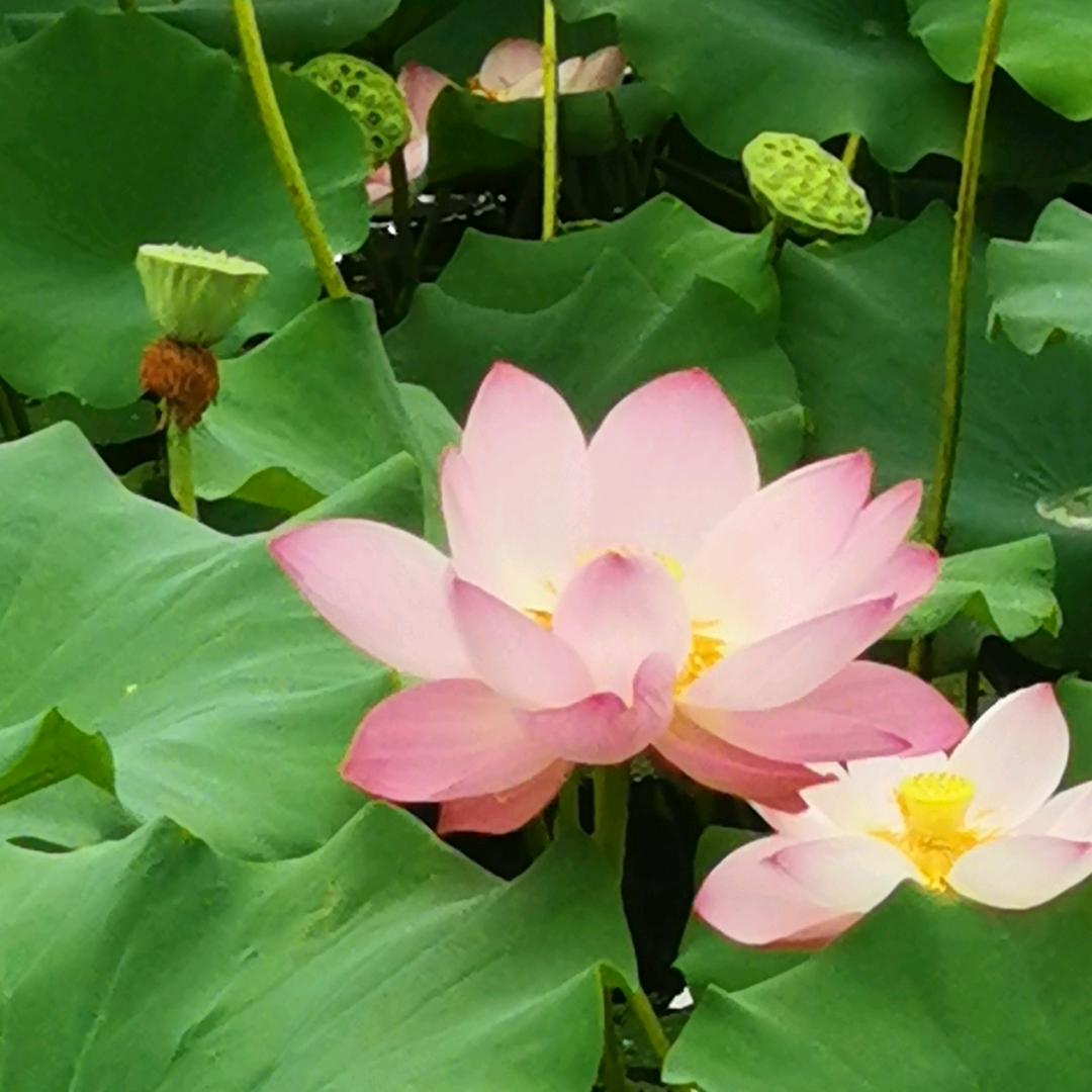 那些年❤️那些歌❤️怀旧🎤