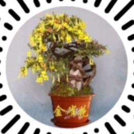 德哥雀花山庄