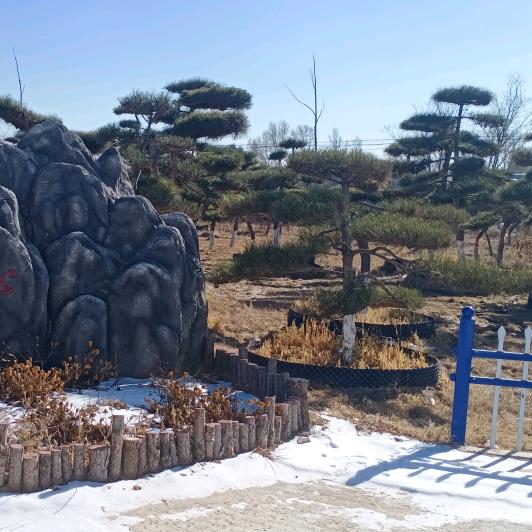 光赢不 曙