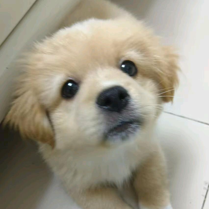 可乐馅儿（跑步减肥版）