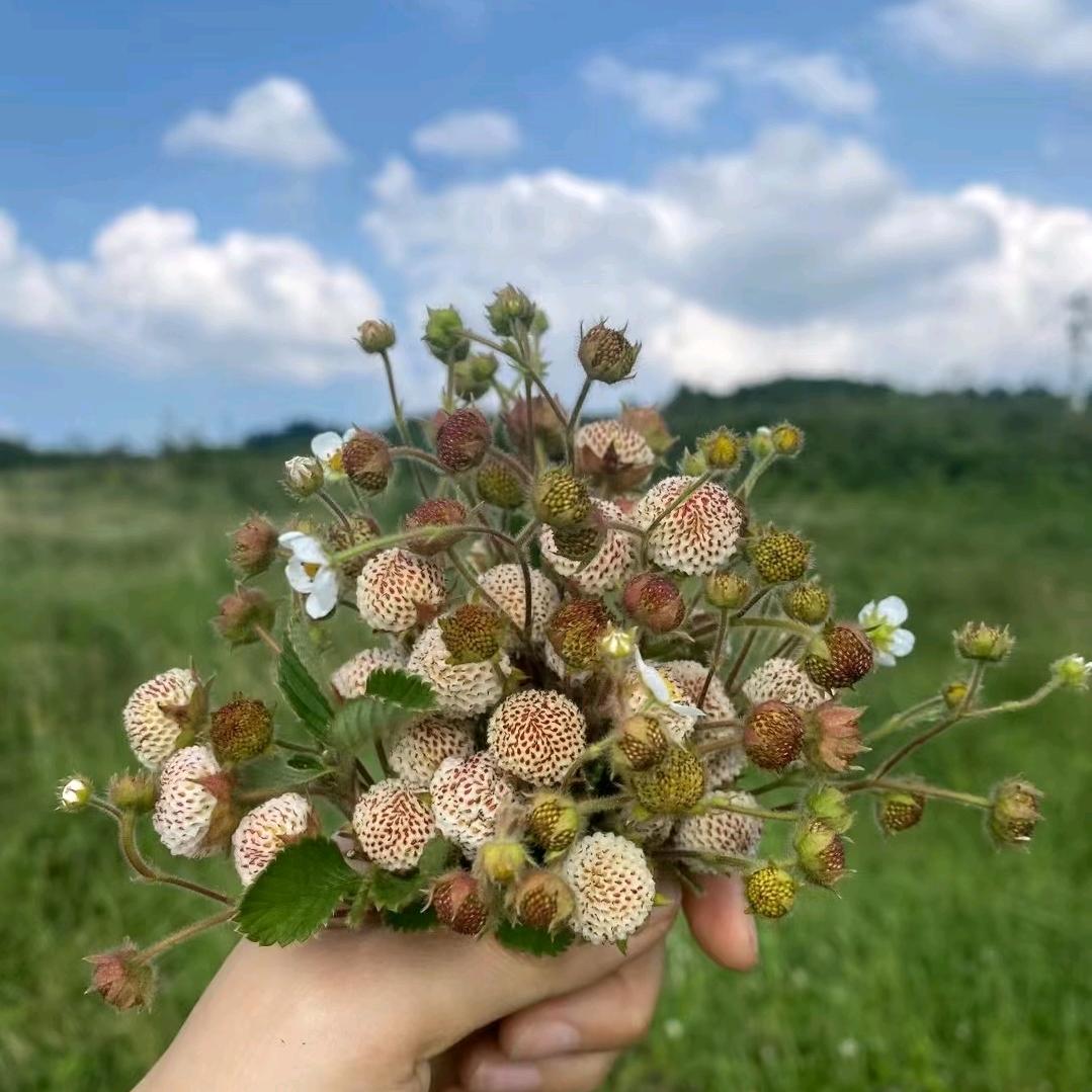 话痨的灯芯草