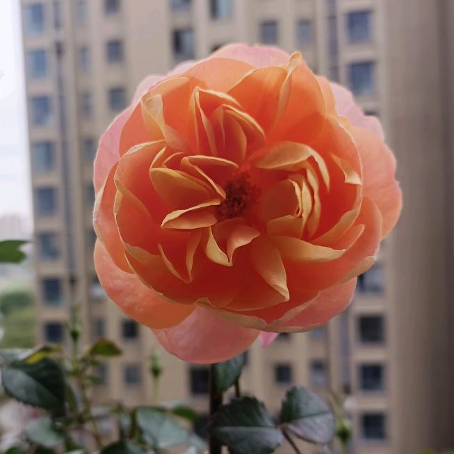 美好未来🌷微胖的女人👩🏻