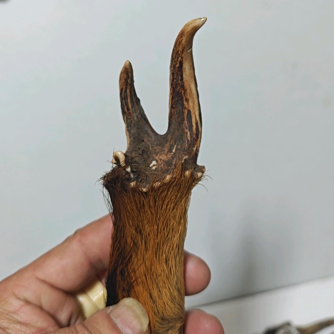 角艺浪子