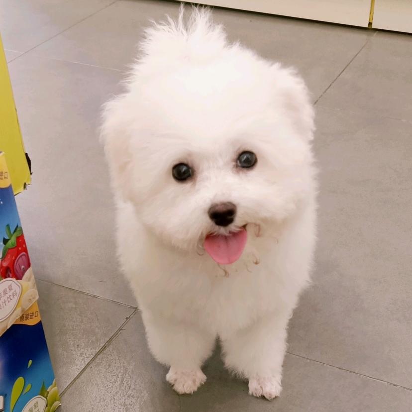 奶茶是大长腿美女