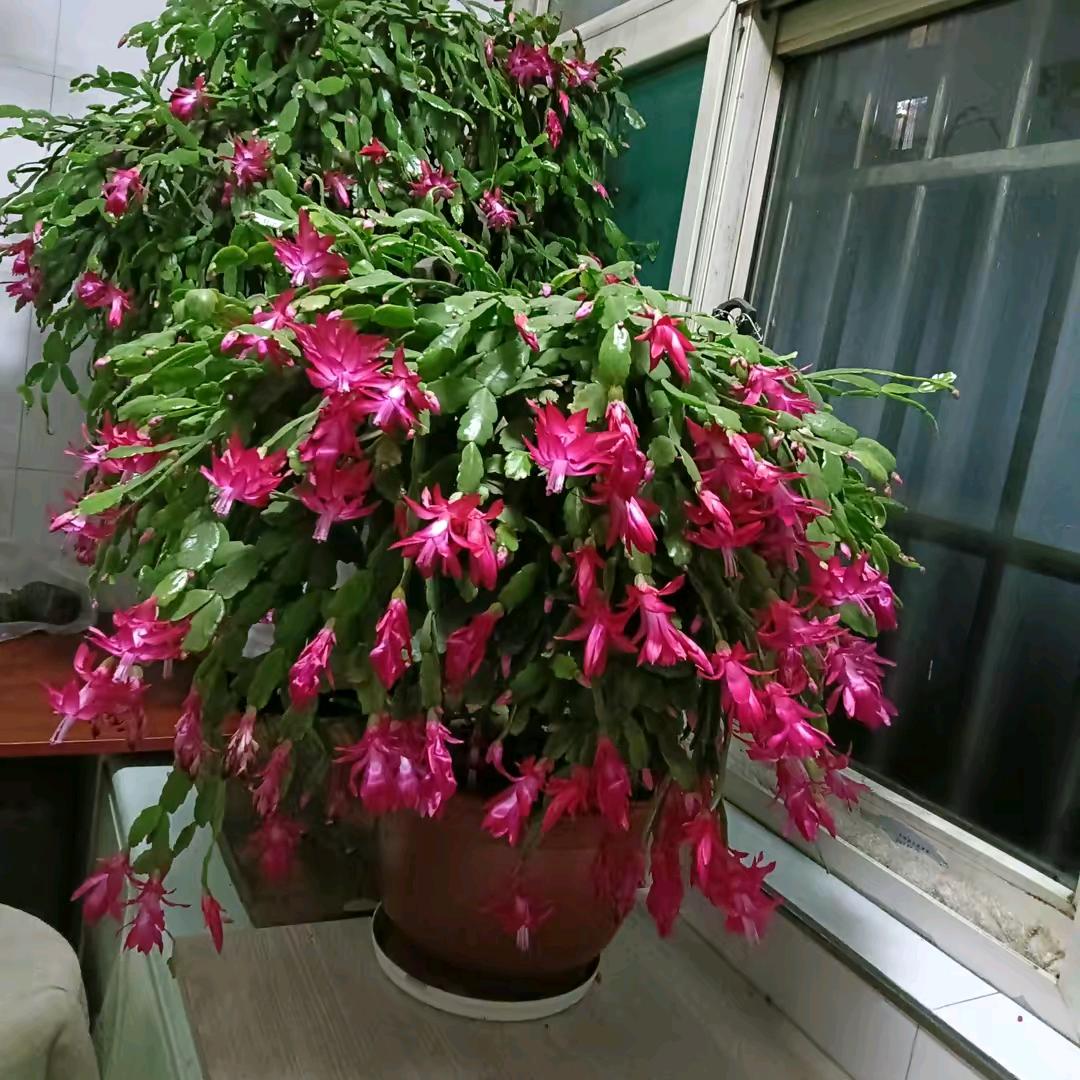 风和日丽