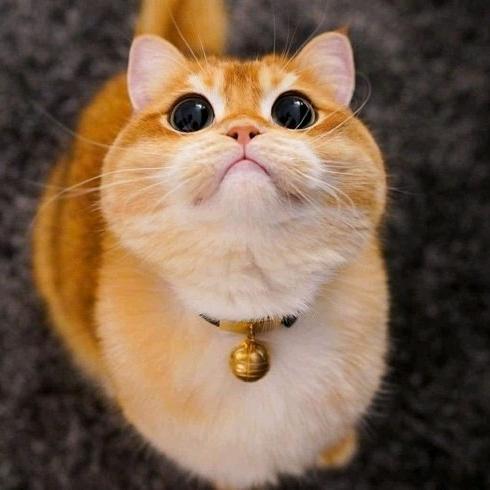 比情