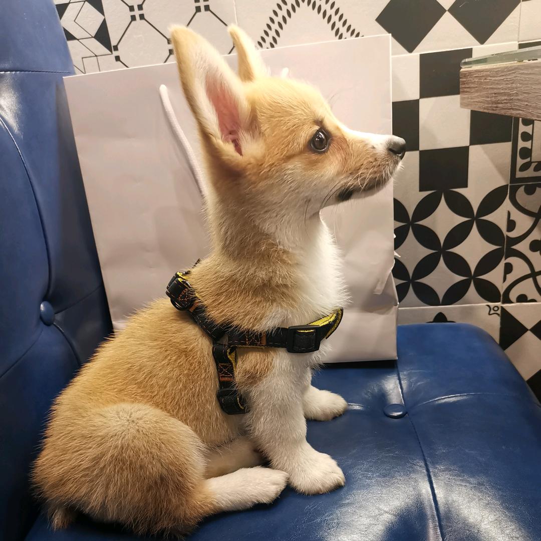 朗目夕照生萌狗头像