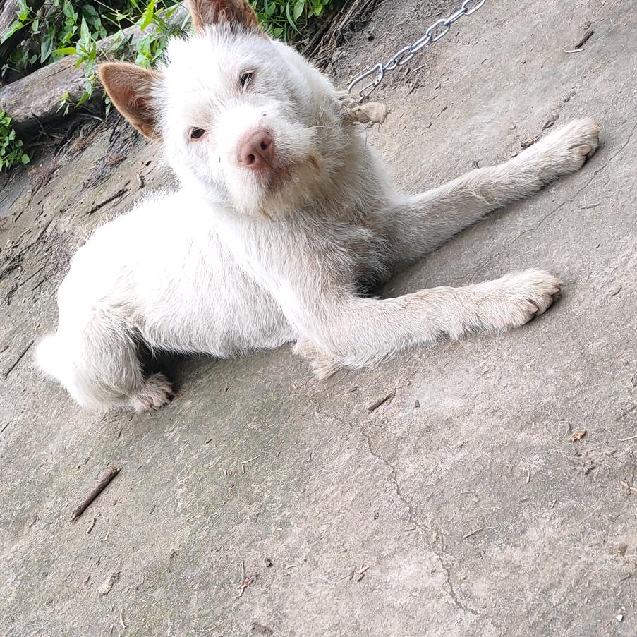贵州大山猎犬