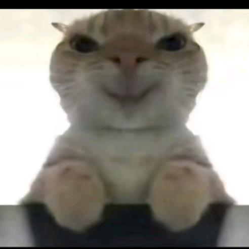 七八猫（必回关）