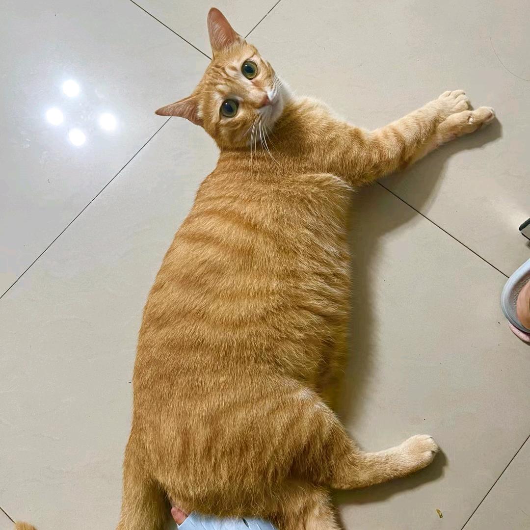 🌈苏喵喵喵₍˄·͈₃·͈˄*₎੭