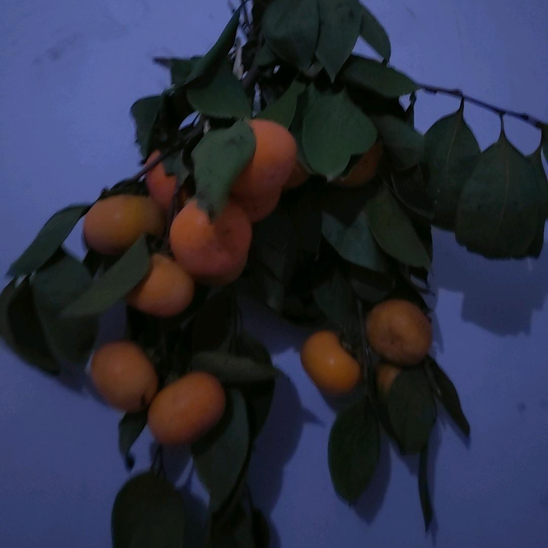 柿柿如意