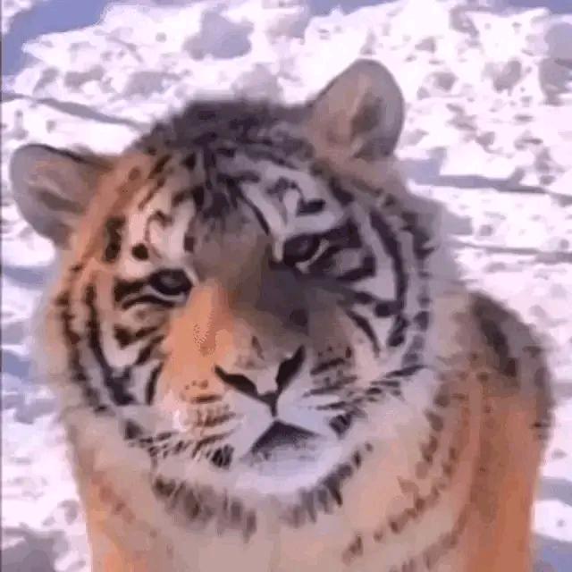 憨虎阿坤
