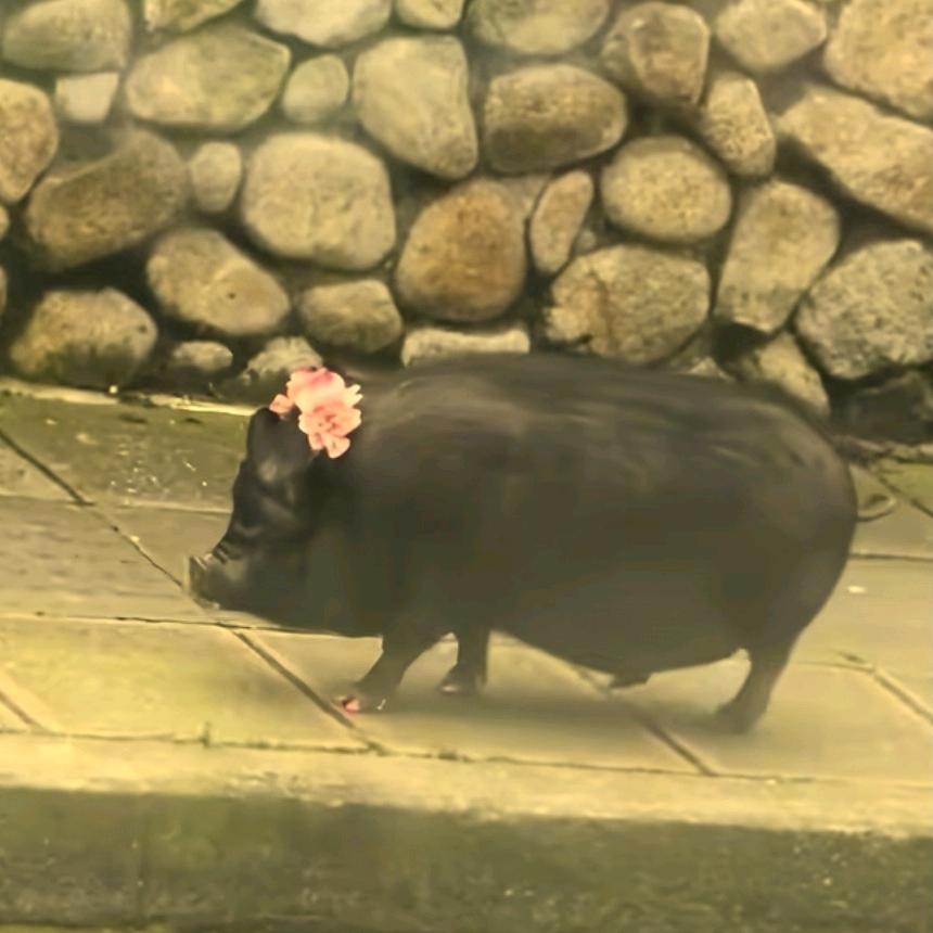 野猪🐗
