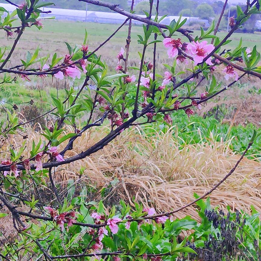 寄雪岑诗